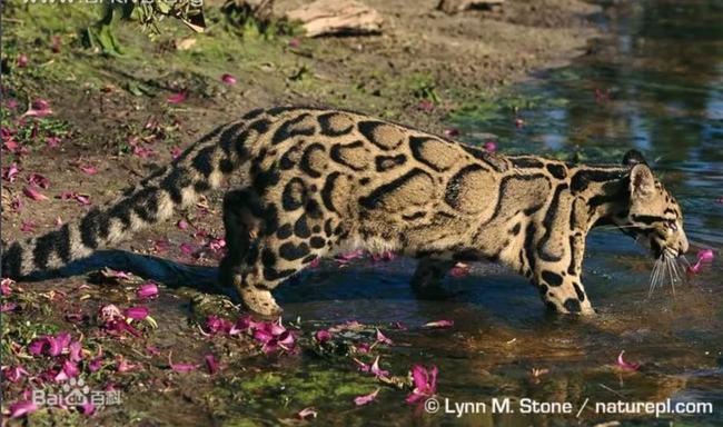 野生动物保护宣传周宁的重点保护野生动物你见过多少