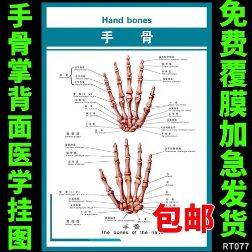 布置解剖科室骨骼示意图手部宣传海报挂图