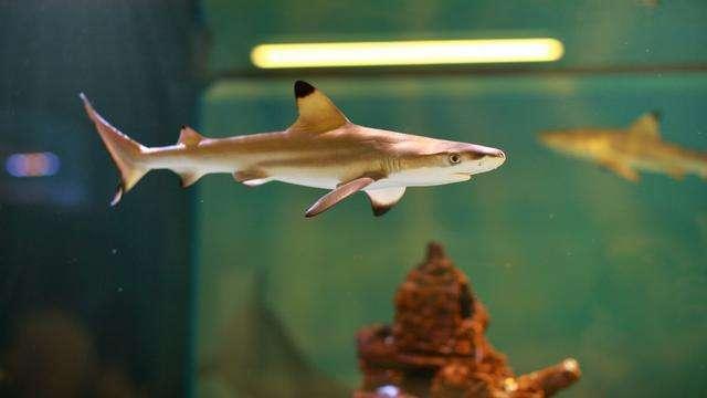 深圳的花卉小镇居然有商家把鲨鱼当宠物鱼养