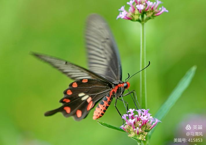 多姿多彩的红珠凤蝶