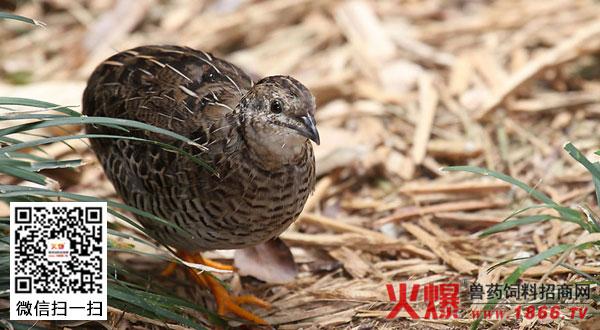 鹌鹑的特征及生活习性(图)