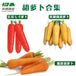 进口高产脆甜黄珊瑚日本红富七寸胡萝卜种子 春秋季蔬菜阳台大田