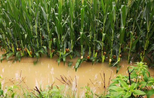 受洪涝灾害的玉米会减产吗
