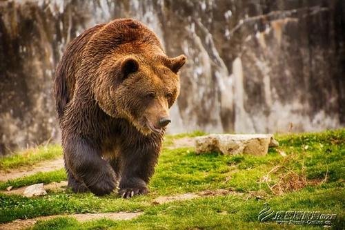 在俄罗斯文化传统里,熊是祖先流传下来的图腾,斯拉夫人信仰的动物之神