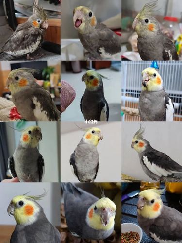 原始灰都是潜力股_鹦鹉_玄凤_叉烧_玄凤鹦鹉_宠物