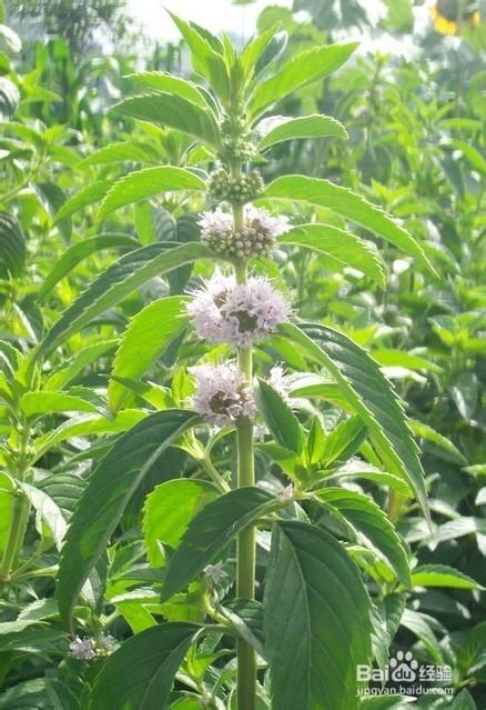 中药泽兰活血化瘀的介绍