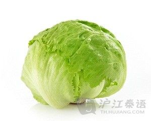 (iceberg lettuce) 生菜,卷心莴苣