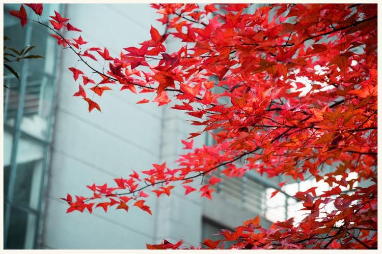 文华学院赏红叶