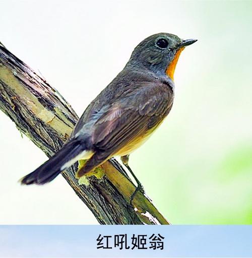 看图识鸟 (34) 鹟科