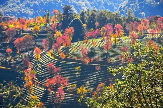 大理南涧县的无量山,每到冬天便会变得不合时宜起来.