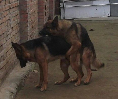 如何提高公狗繁殖能力