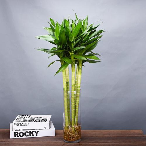 文昌竹带根观音竹荷花竹富贵竹水培植物办公室内水养绿植净化空气