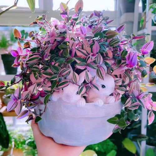 春天家里养油画婚礼吊兰,注意这5个小细节,叶子绚丽如花,梦幻又浪漫!