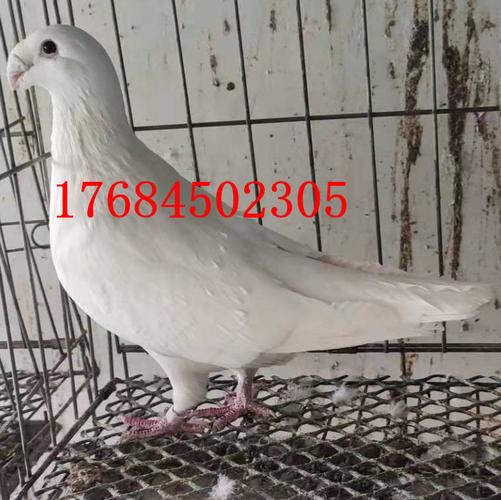 瓦灰马头鸽 蛇头鸽一对多少钱 美河马鸽子 黄杠蛇头鸽