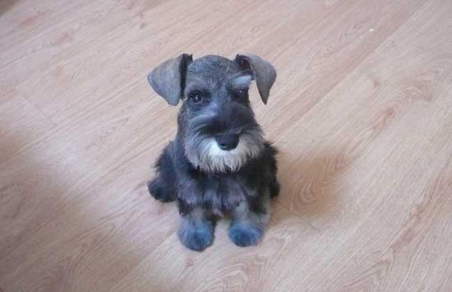 雪纳瑞犬多少钱一只?