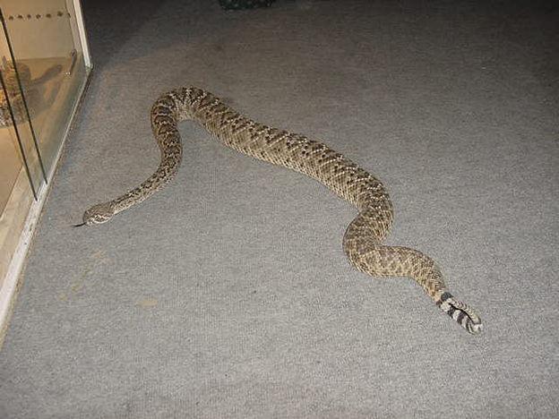 能给我一张东部菱斑响尾蛇和西部菱斑响尾蛇的图片吗