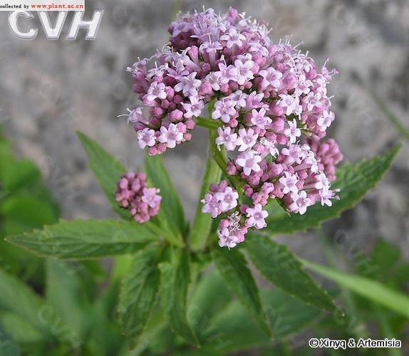 introduce:山东泰安 泰山后山 叶,花属:缬草属family:valerianaceae