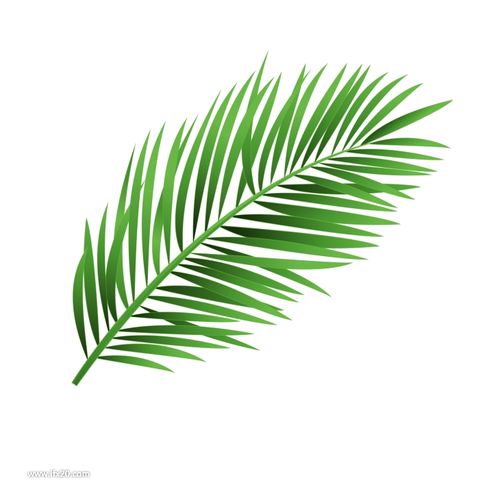 森系北欧热带雨林手绘水彩树叶绿植插画设计素材