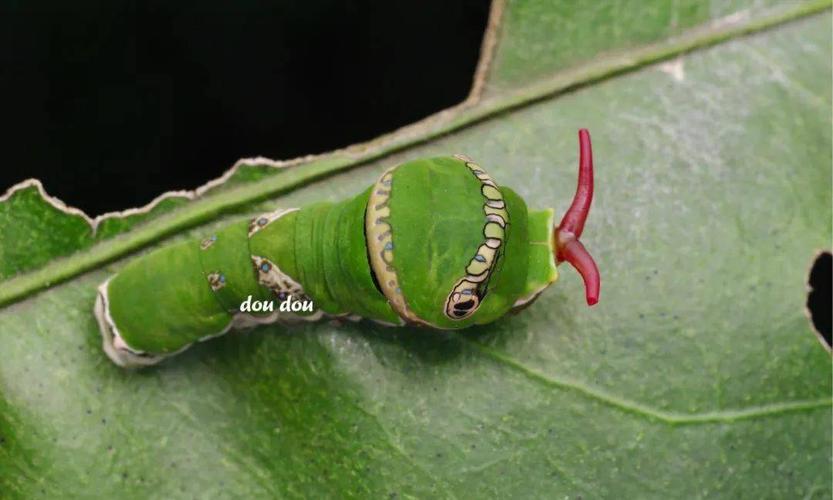 【虫谱大观】凤蝶属(幼虫)