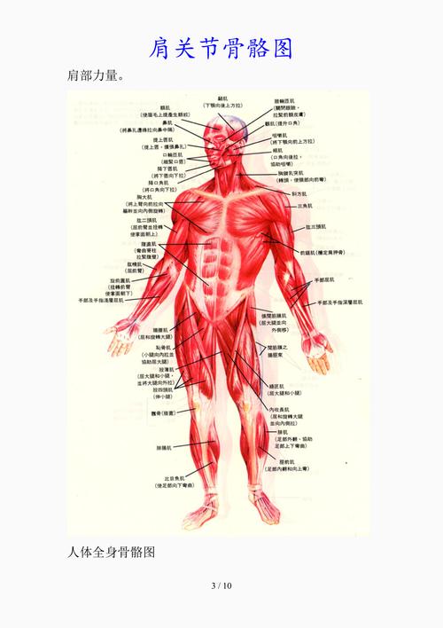 最新肩关节骨骼图(精品课件)