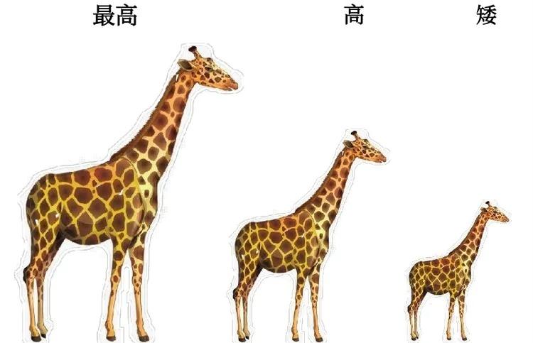 你是这样比高矮的吗? 提问: 又来了一只长颈鹿,现在总褂行