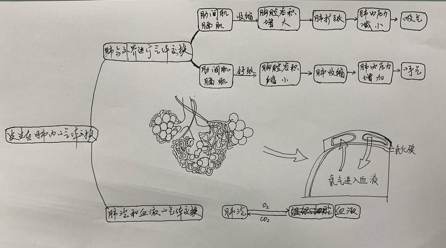 《发生在肺内的气体交换》,字如其人,阳光帅气,思维导图设计到位