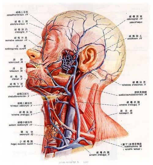 耳颞神经综合症,颞肌很重要