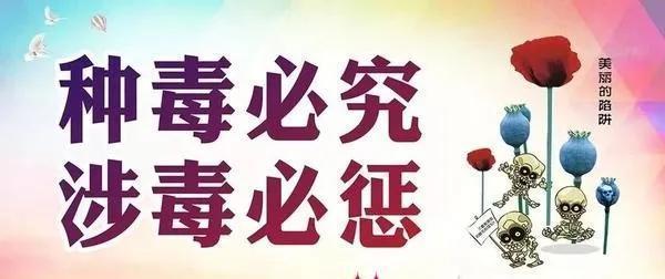 永年公安再次查获一起非法种植罂粟
