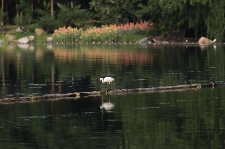 24   想和你去 浣花溪公园   漫步白鹭洲,日落看归鸟,潭澄羡跃鱼