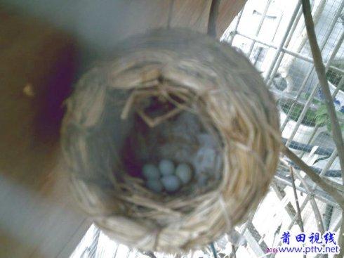 珍珠鸟的蛋宝宝