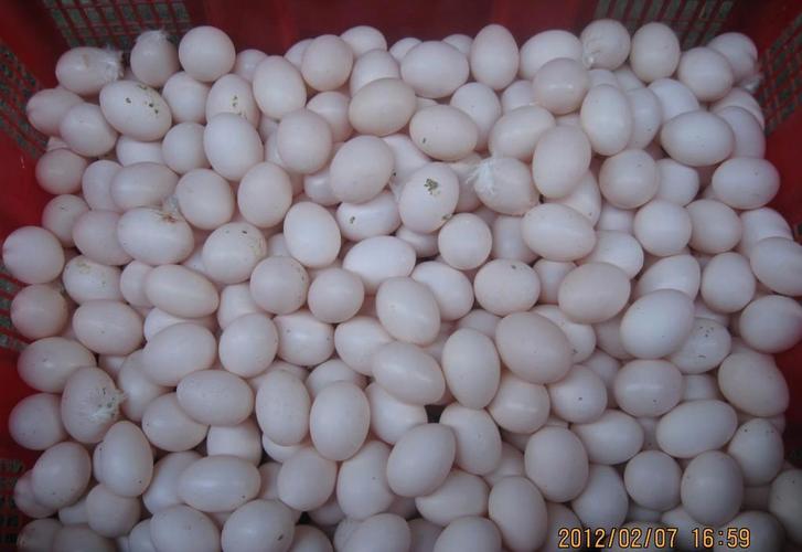 出售信鸽蛋出售新鲜鸽蛋出售初生新鲜鸽子蛋