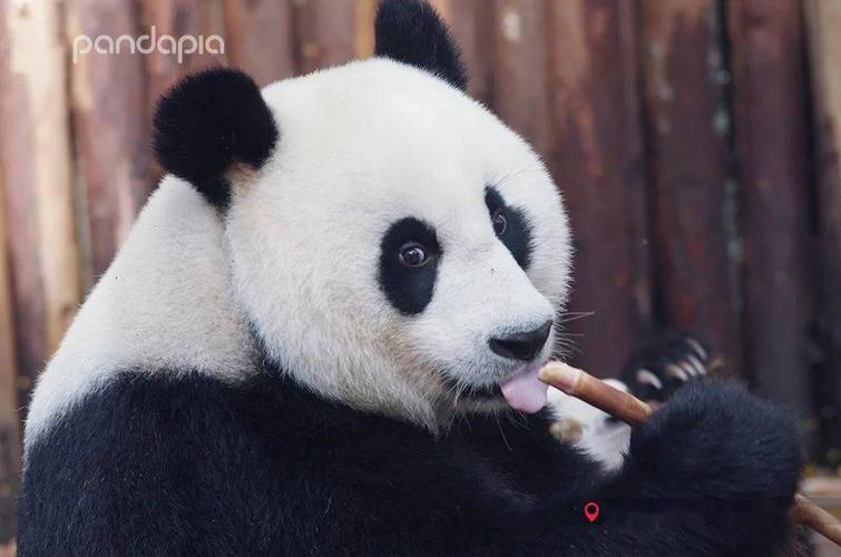 下次试试,这样"喊"滚滚的名字_熊猫之