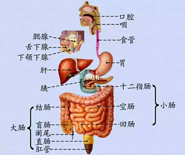 消化系统解剖图959595_护士懂护士_知识_科学