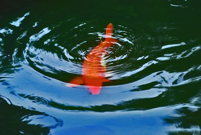 让鸟儿空中飞 让鱼儿水中游