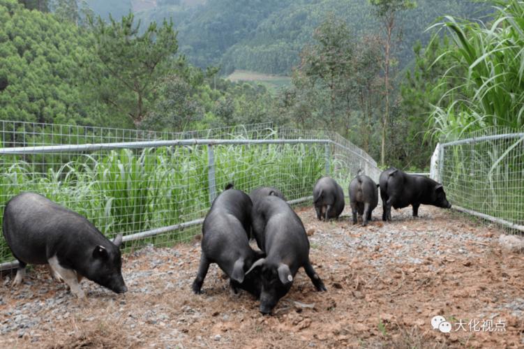 岩滩镇六说村:发展黑土猪养殖 助力乡村振兴