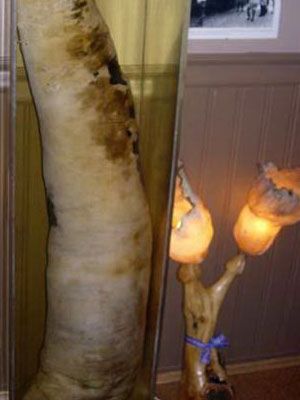 揭秘世界上最大的男性阴茎