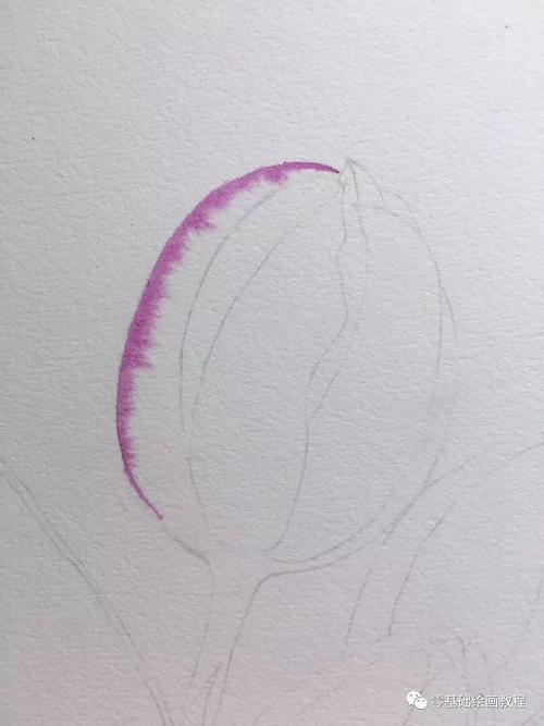 零基础绘画教程-水彩《郁金香》