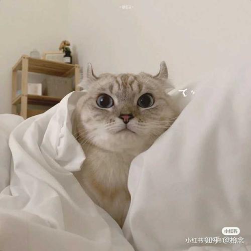 有没有好看的抱猫的男生头像