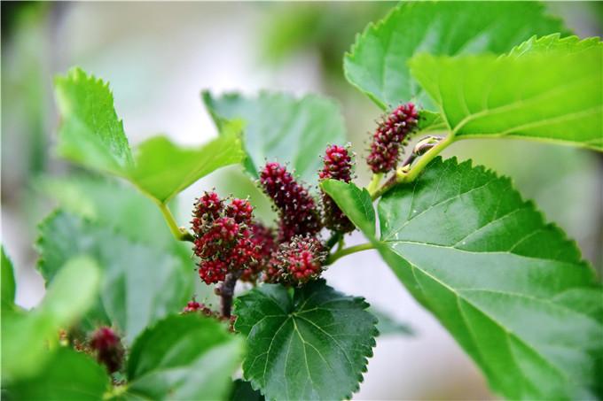 严冬过后绽春蕾,佛山渔耕粤韵文化园万株桑树发新芽开