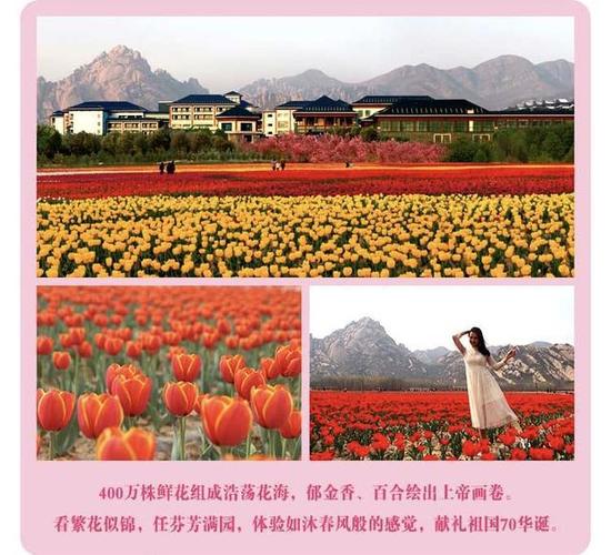 嵖岈山温泉小镇反季节郁金香即将盛放飘香