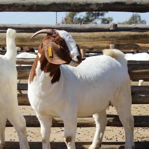 天长波尔山羊幼苗价格 波尔山羊出售品种介绍
