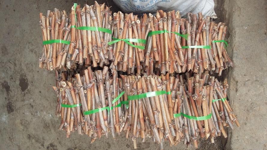 哪里出售葡萄苗,葡萄扦插苗