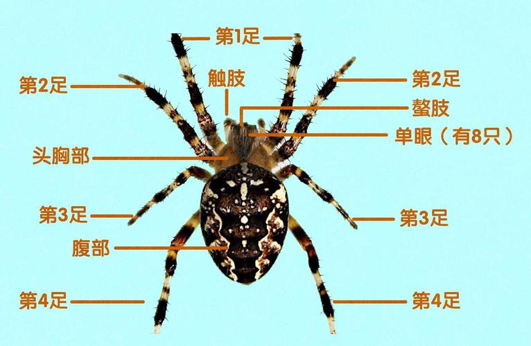 蜘蛛的身体结构