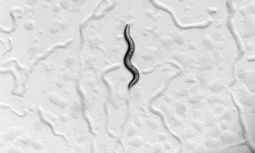 显微镜下的线虫.图片来源:daniel merritt
