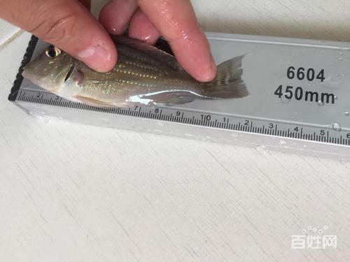 关刀斯威尼咕噜比
