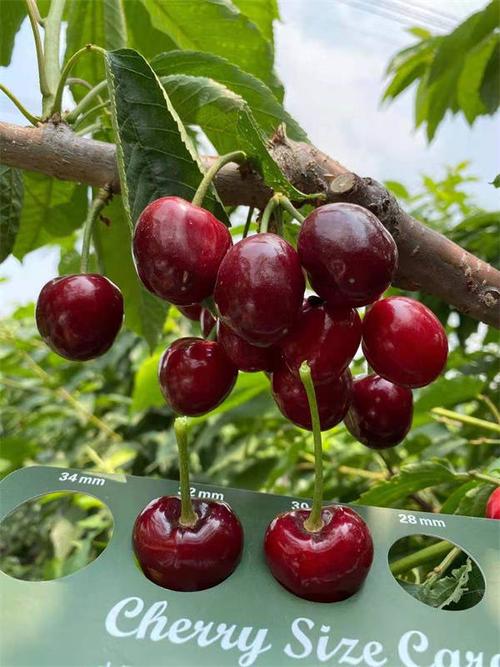 新品种塔玛拉樱桃介绍及日常管理分享,与科迪亚 雷洁娜号称:晚熟樱桃