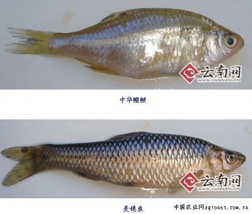 两种大理土著鱼"游回"洱海(图)