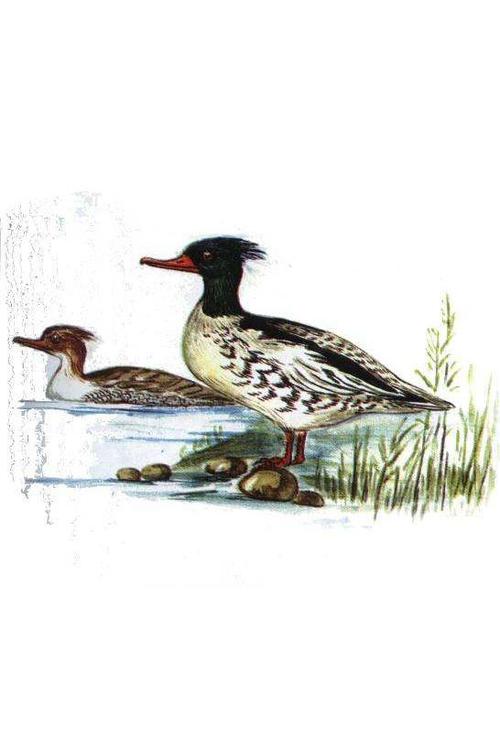 雁形目·鸭科·秋沙鸭属:中华秋沙鸭