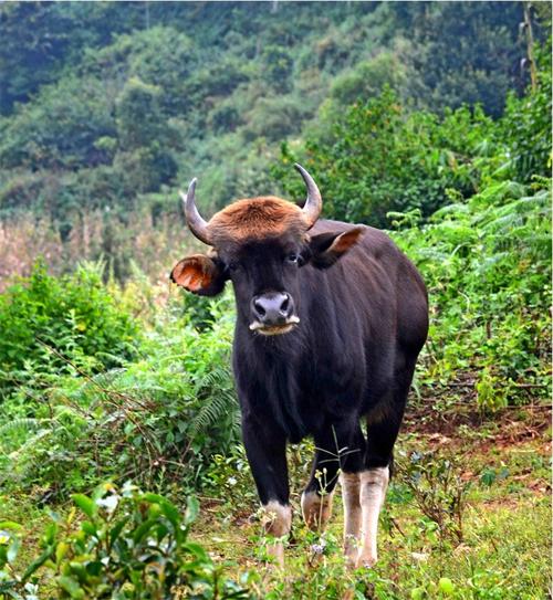 穿"白袜子"的印度野牛在普洱"出没"