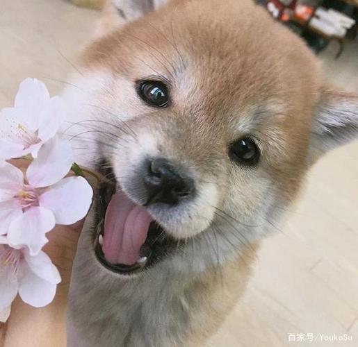 可可爱爱的小动物,治愈一切不开心